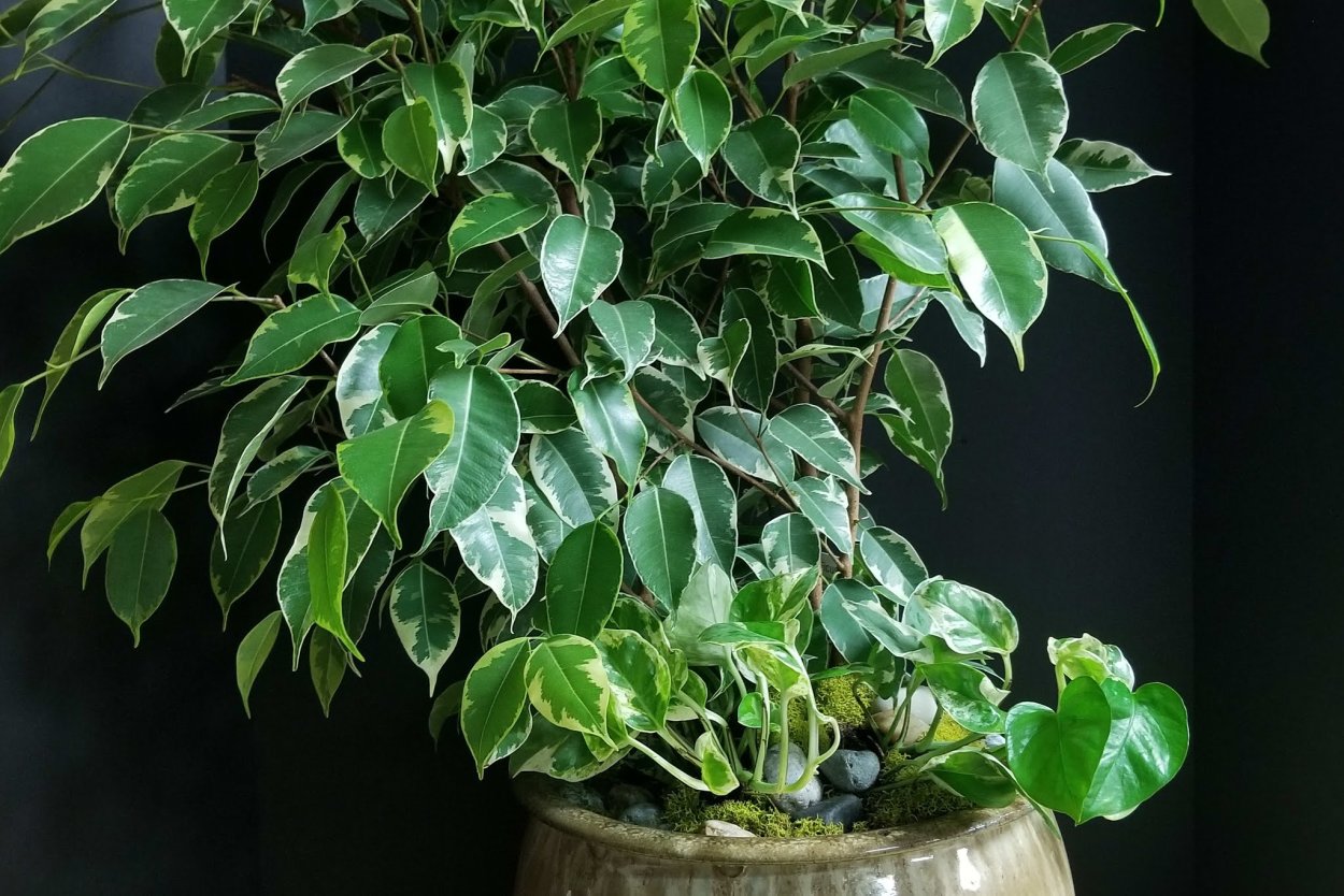 Фикус каучуконосный бонсай