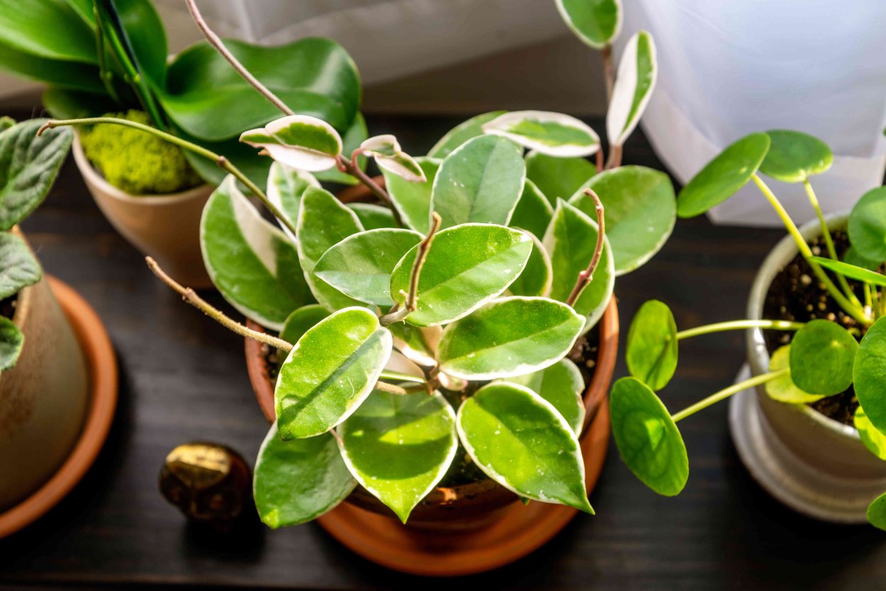 Фикус горный Монтана