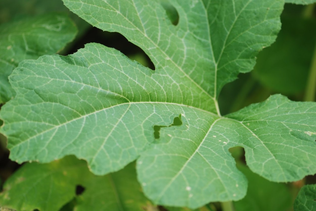 Листья тыквы