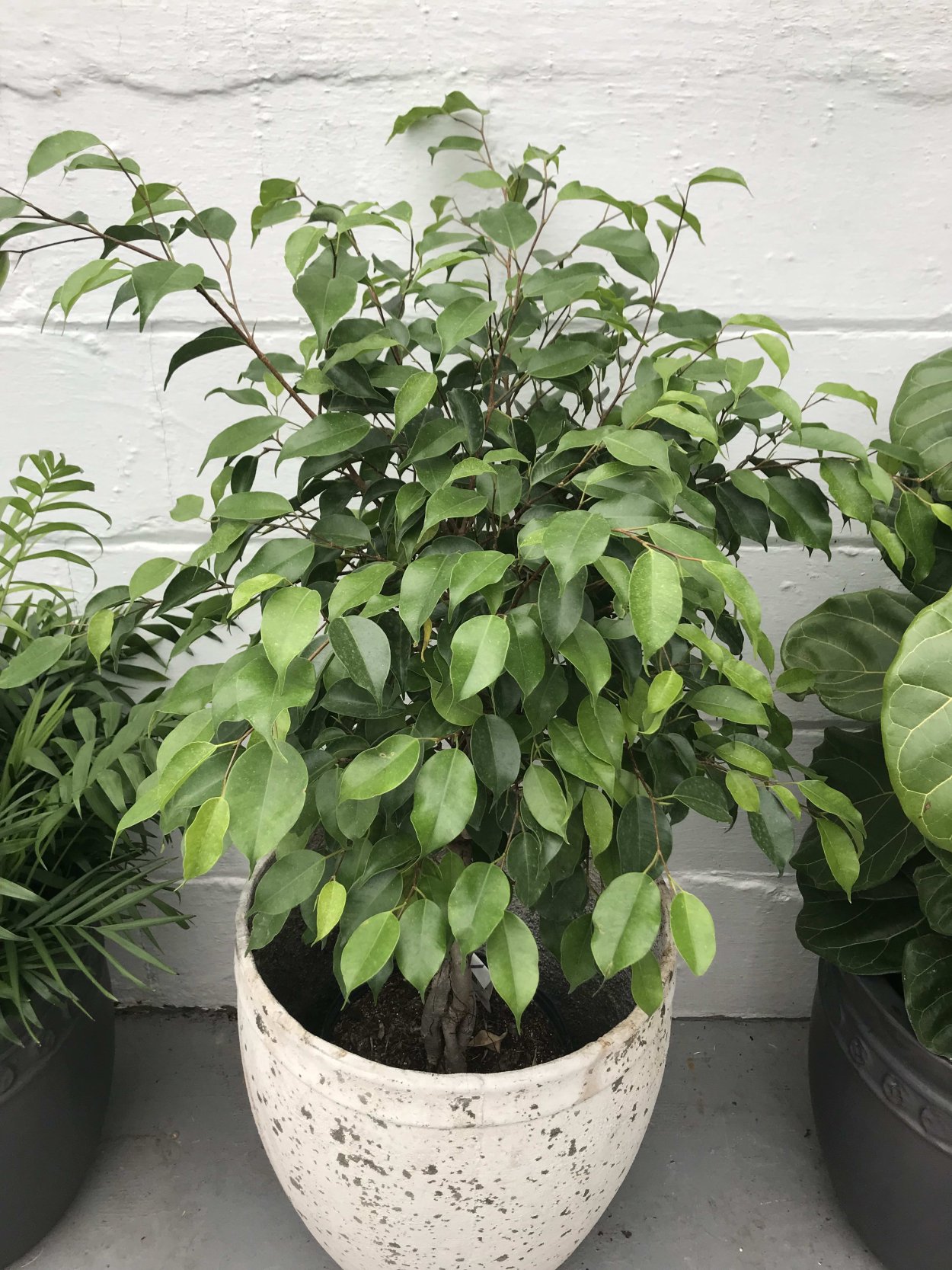 Микрокарпа Альбомаргината