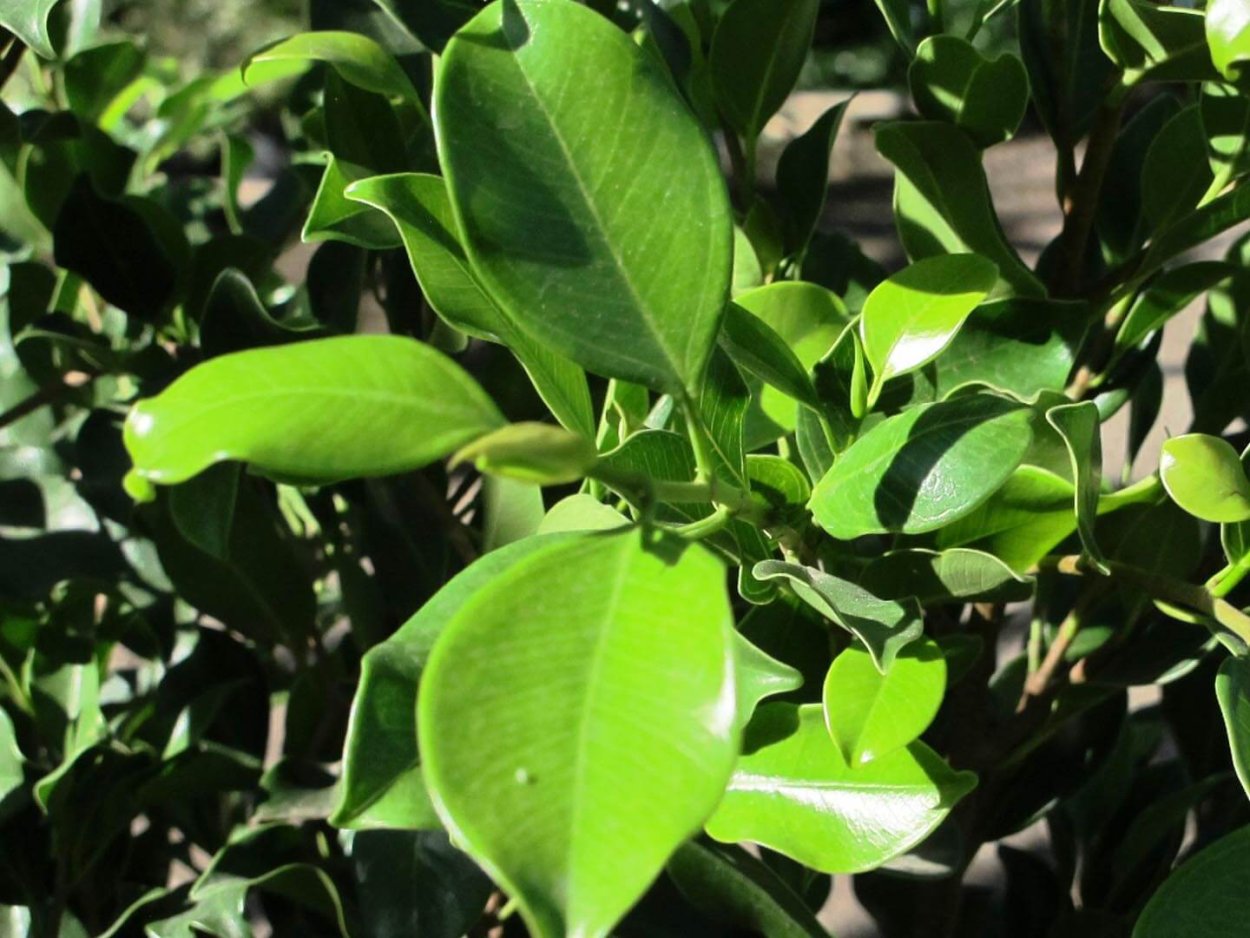 Фикус толстолистный