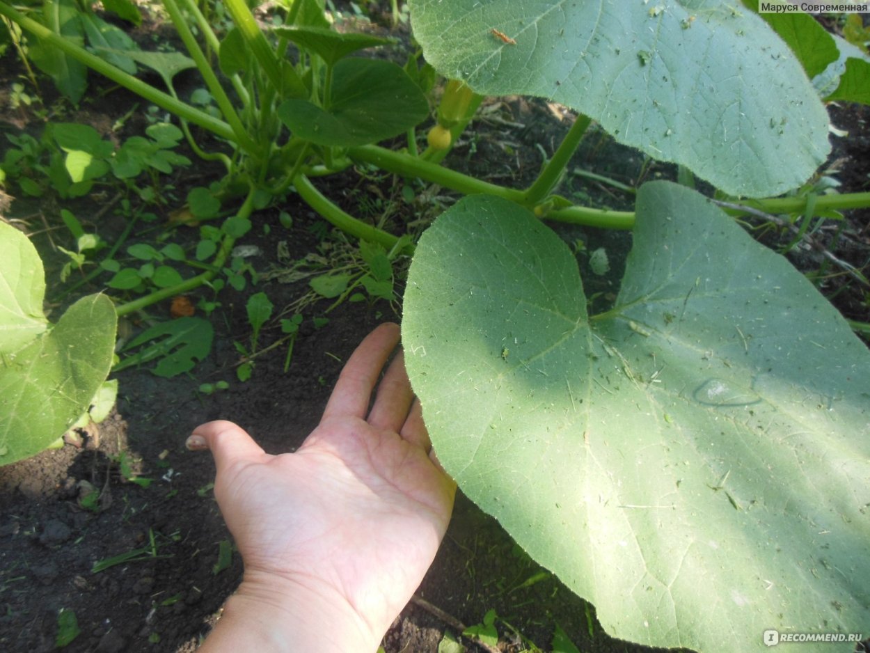 Листок кабачка