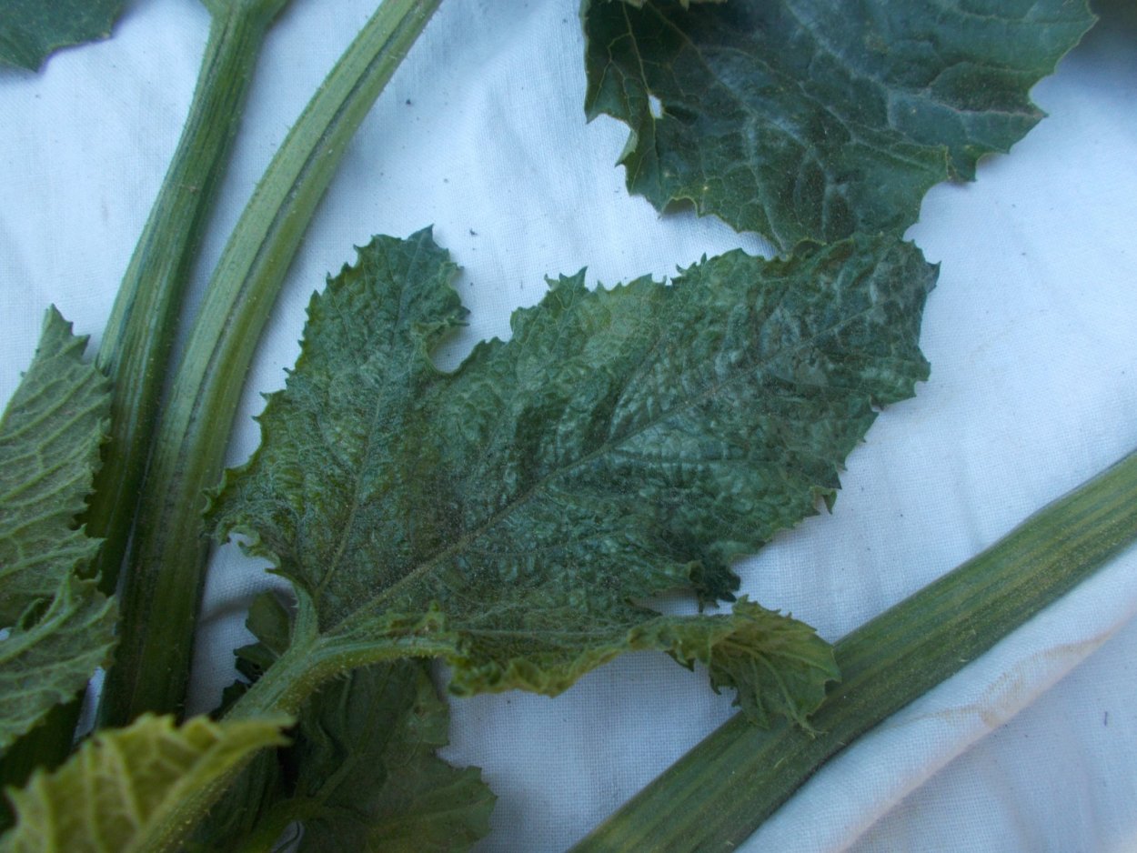 Молодые листья кабачков