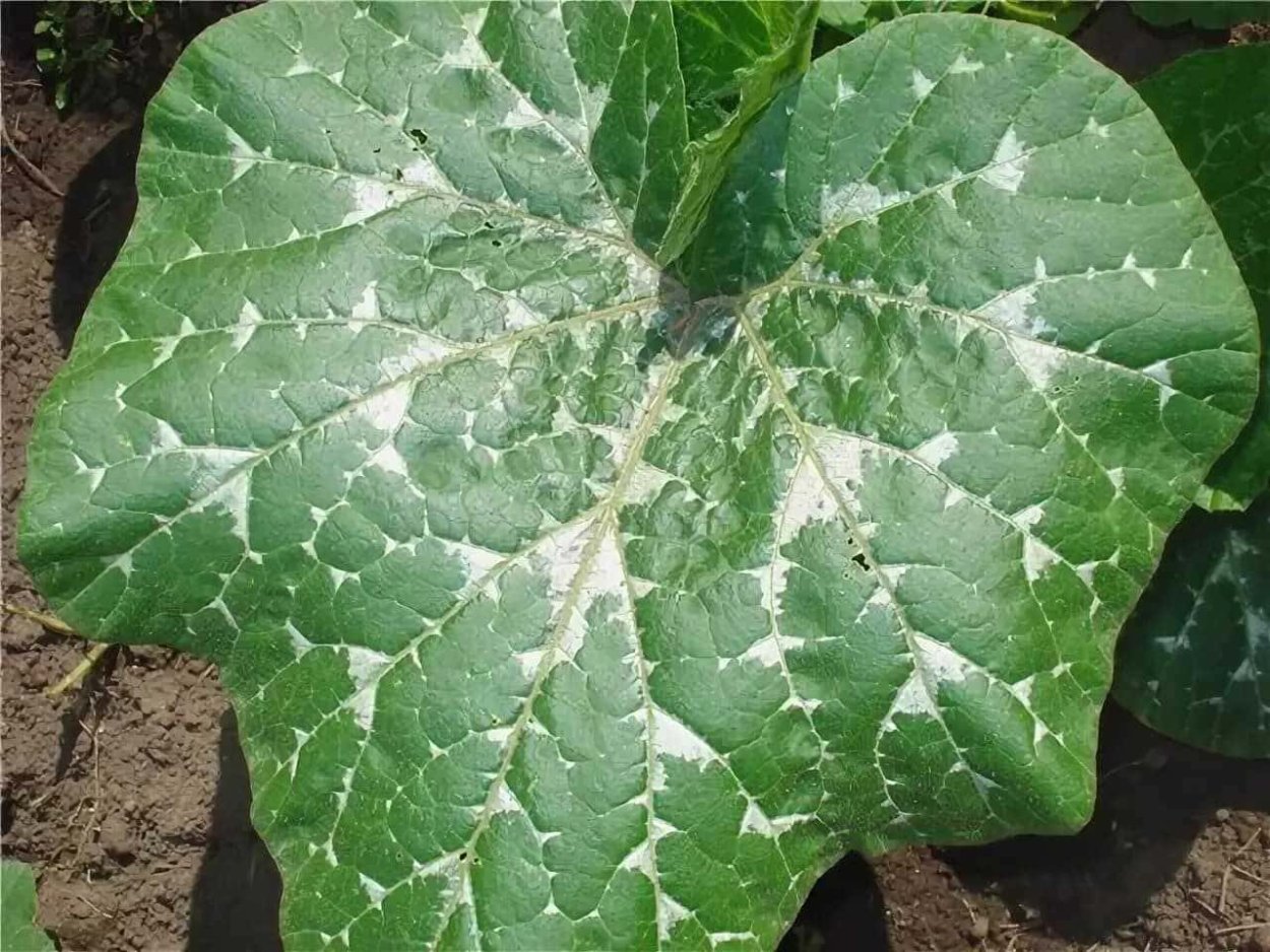 Мучнистая роса кабачков