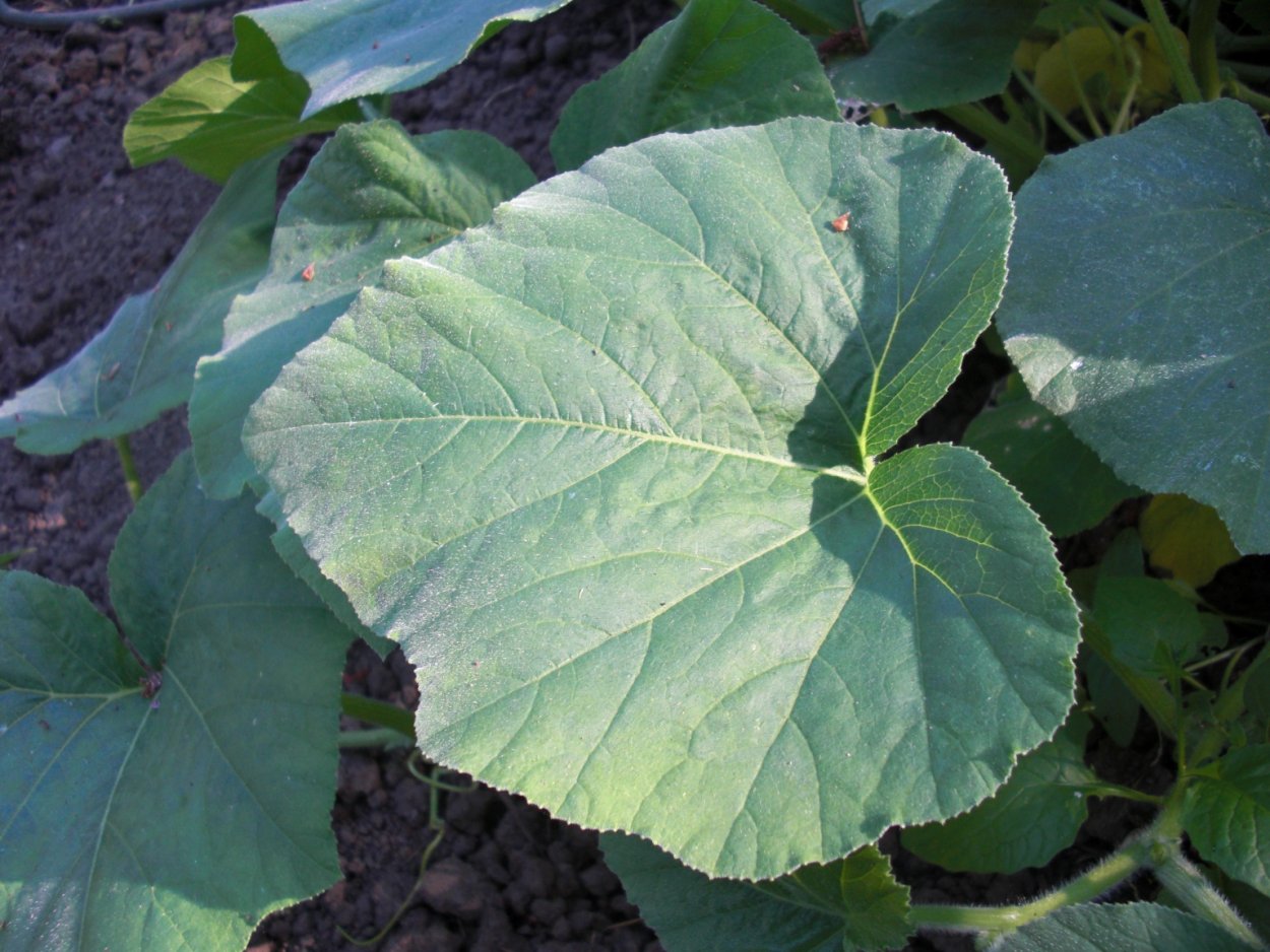 Кабачок с волнистыми краями