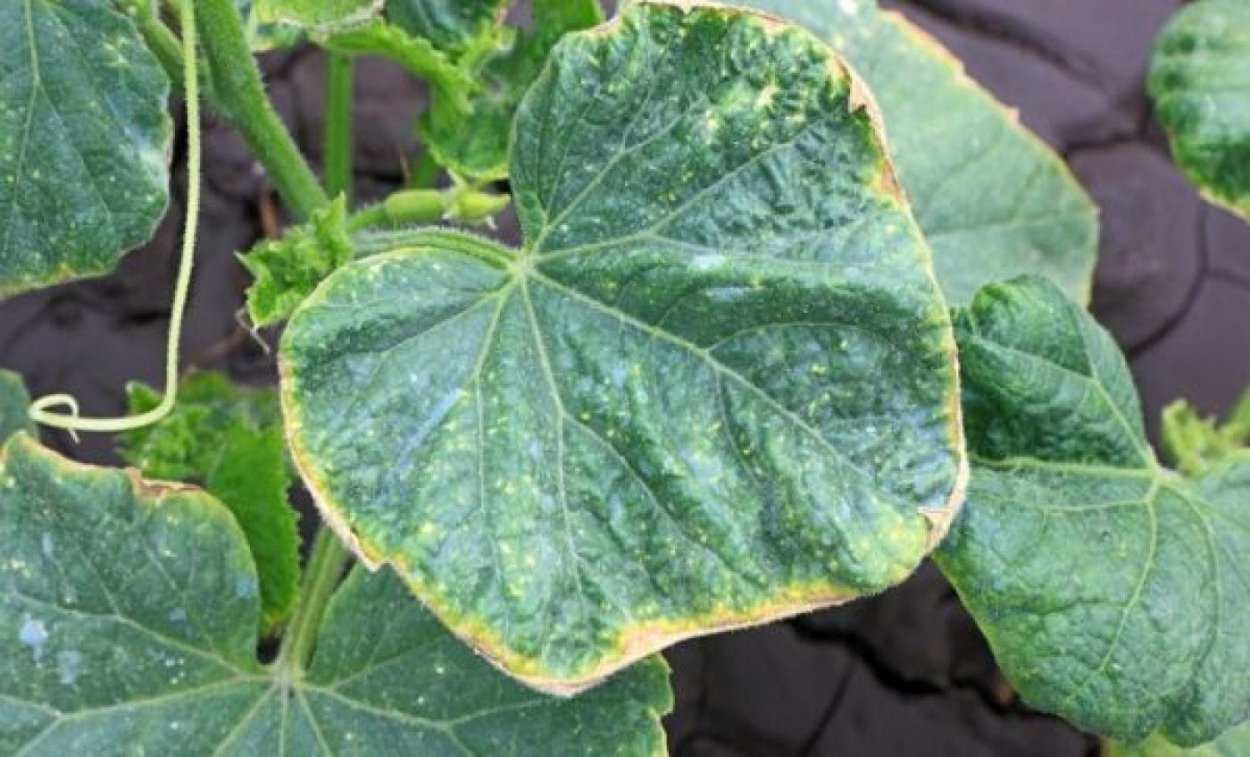 Фомоз огурцов