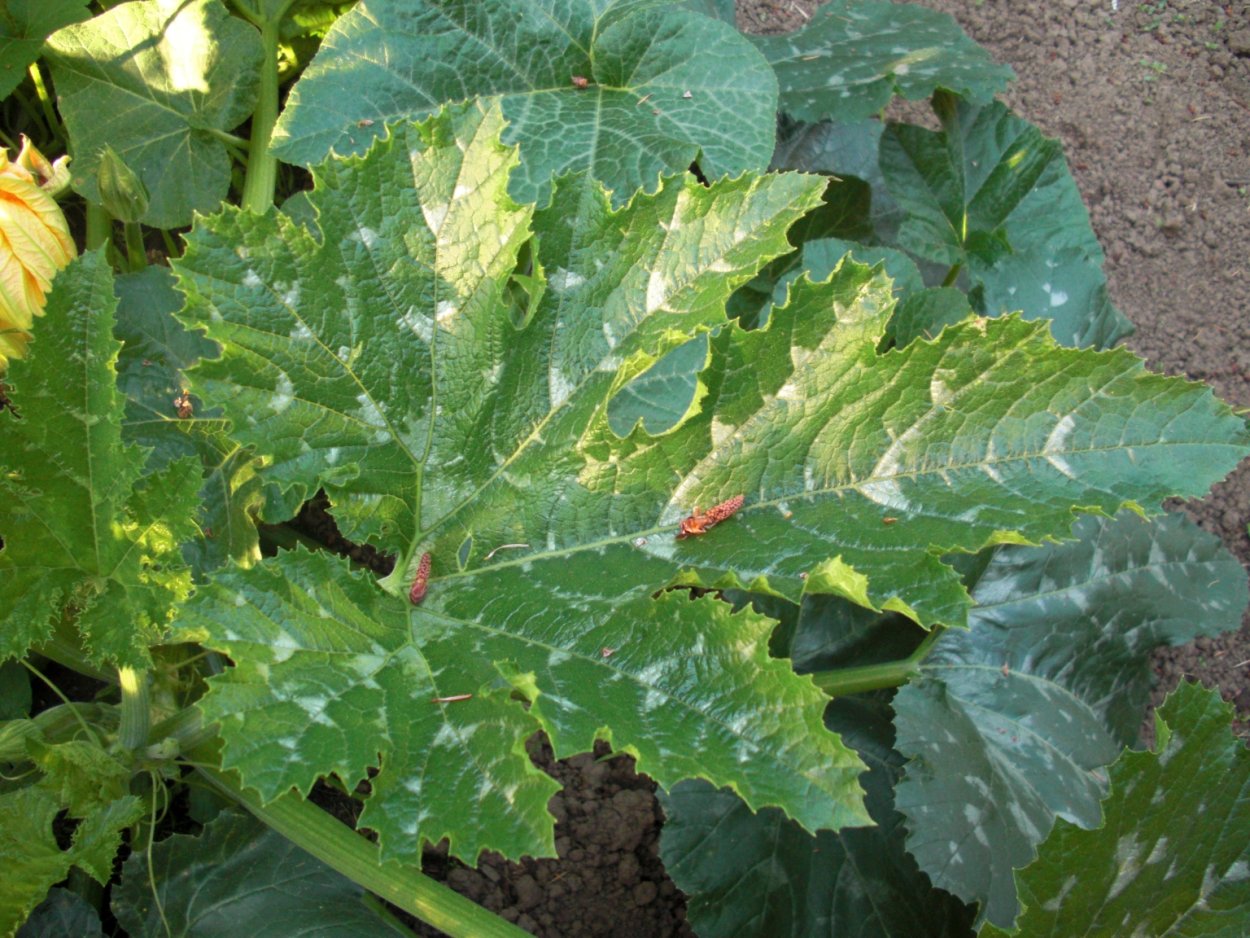 Тыква с пестрыми листьями сорт