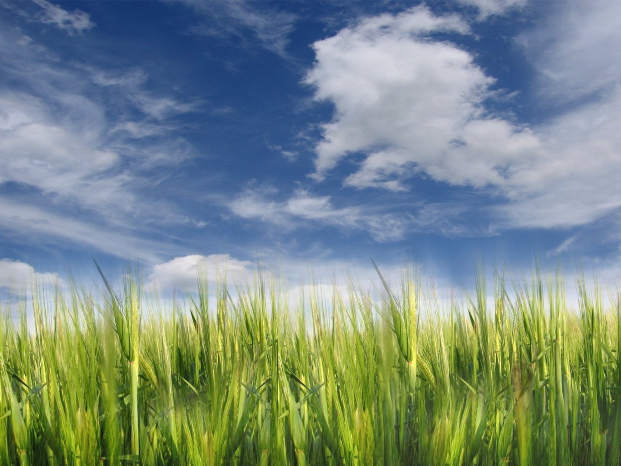 Трава и небо