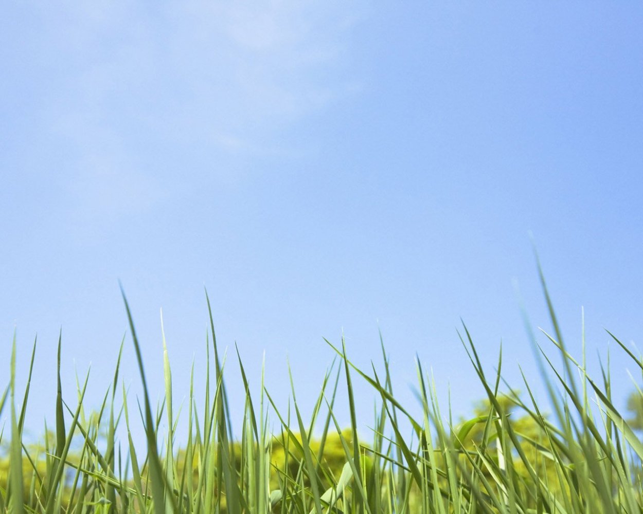 Трава фон