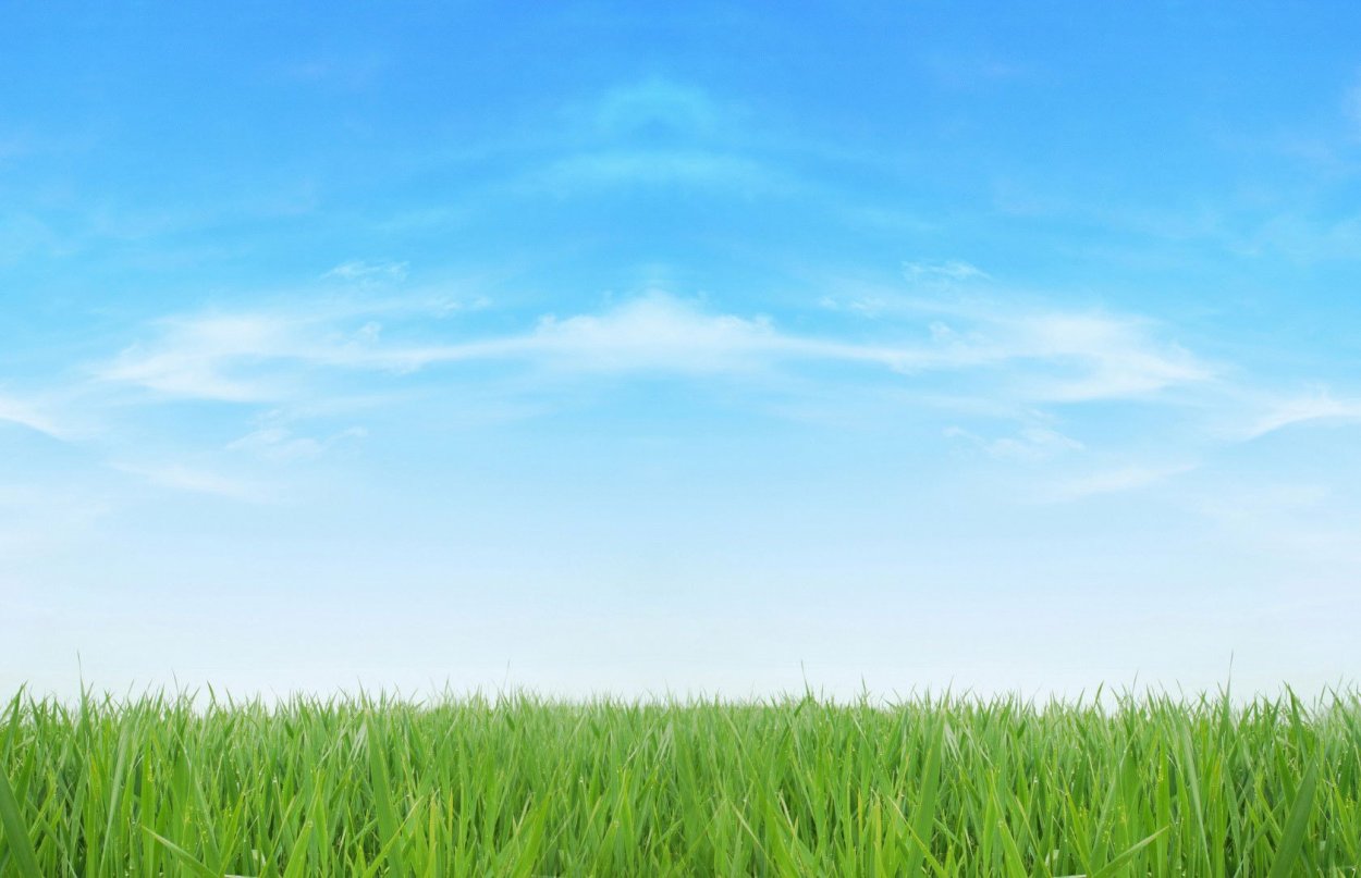 Трава панорама