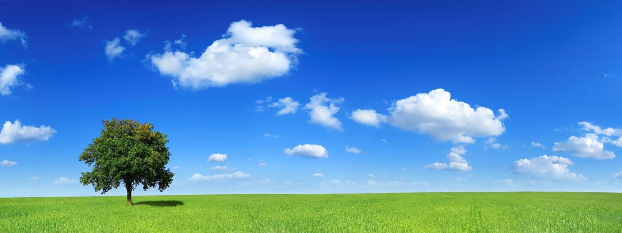 Солнце сквозь траву