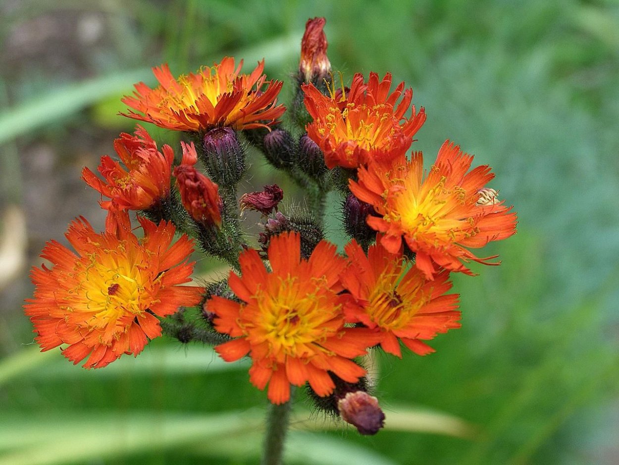 Ястребинка Луговая