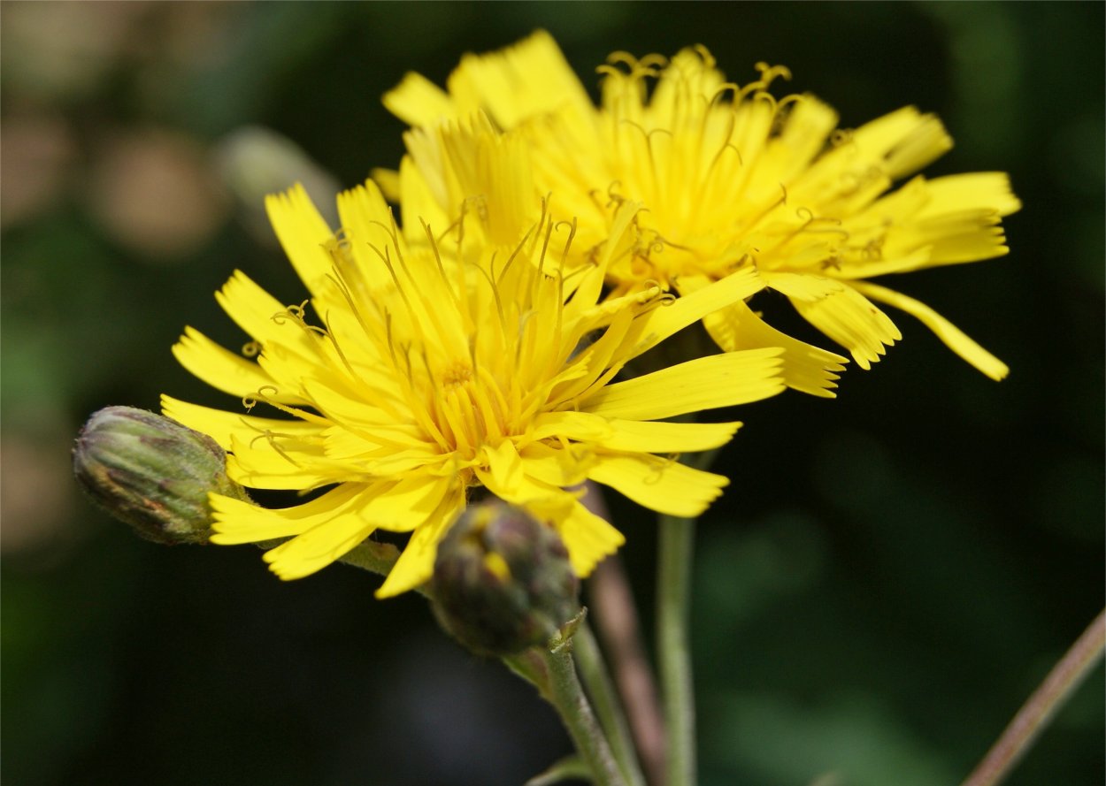 Оранжевые дикорастущие растения