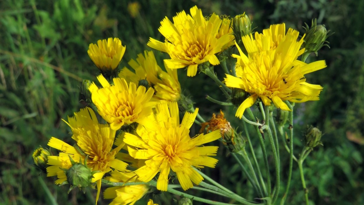 Нечуй-ветер трава