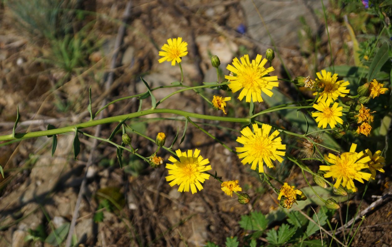 Ястребинка волосистая Hieracium pilosella