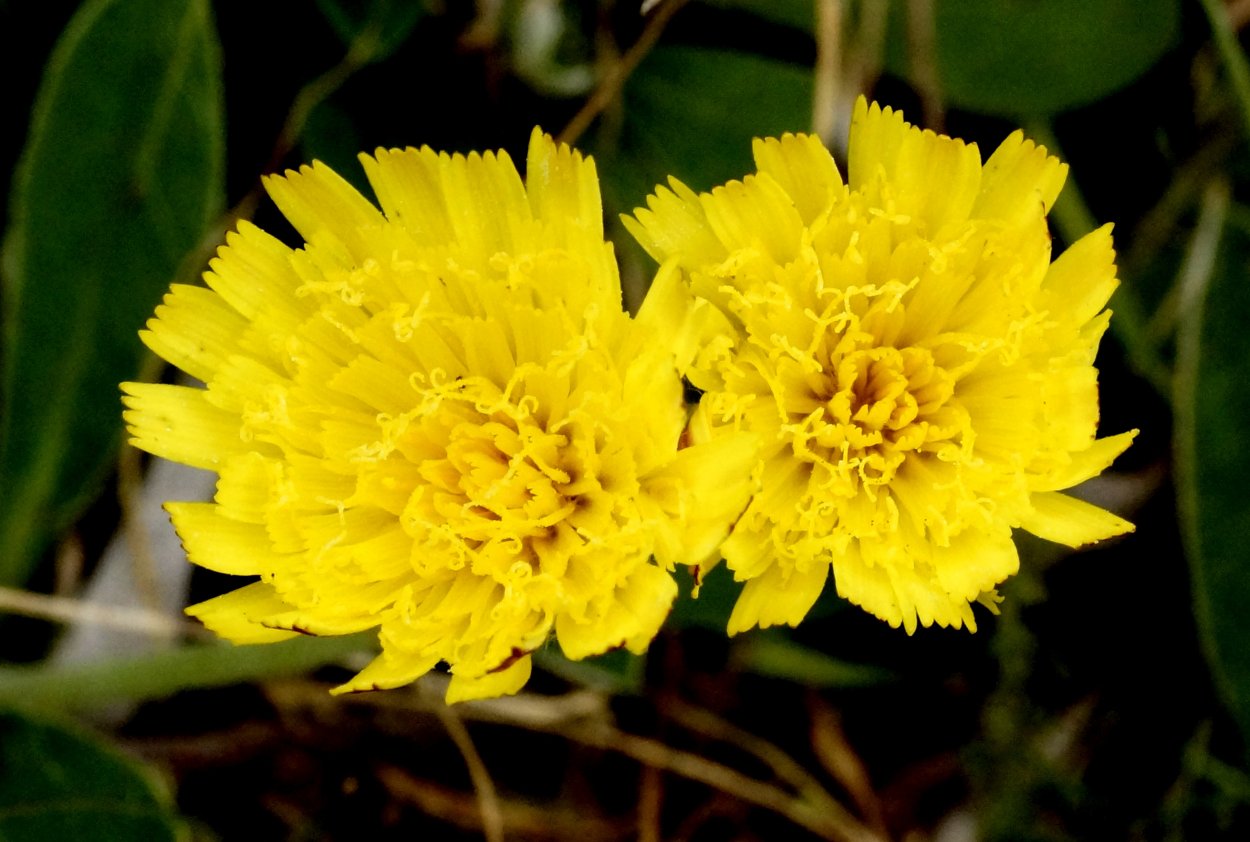 Ястребинка зонтичная Hieracium umbellatum