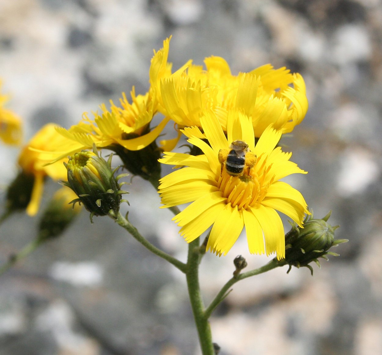 Ястребинка зонтичная