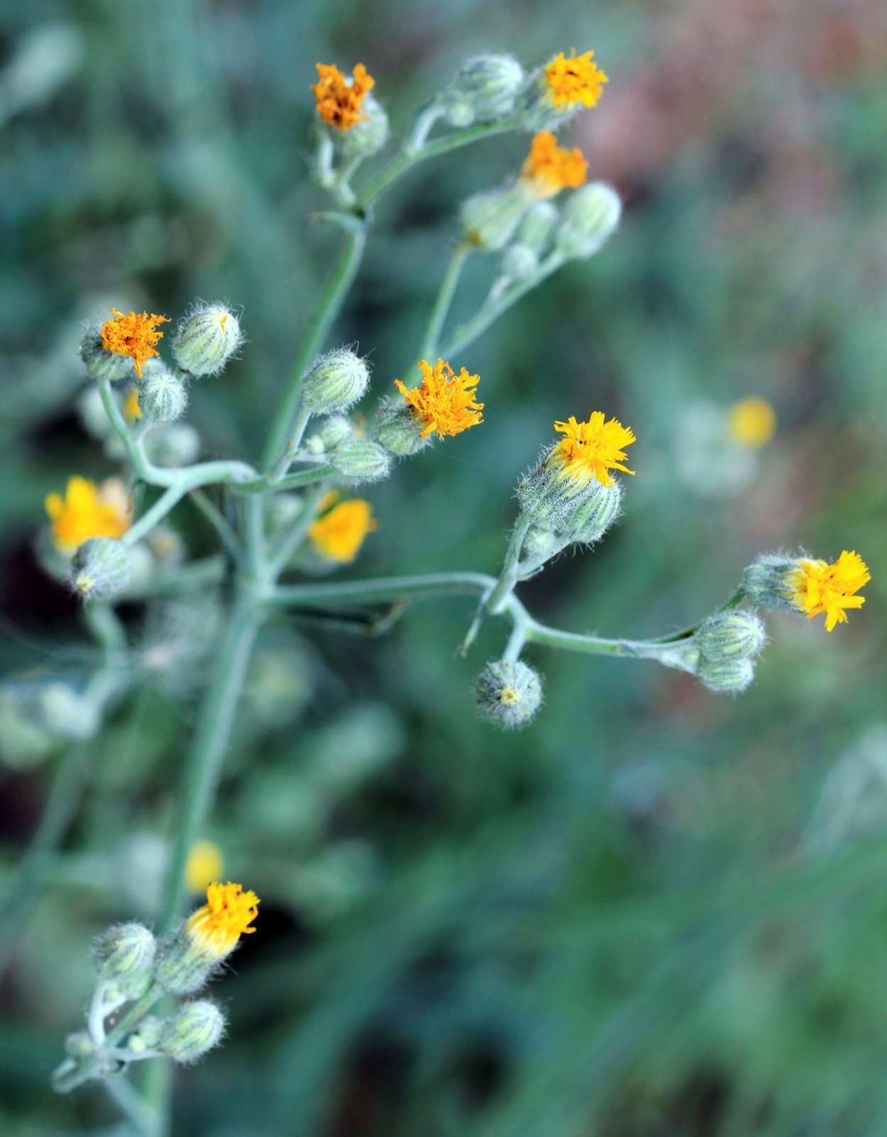 Сноудонская Ястребинка