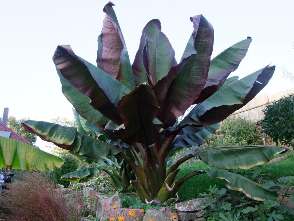 Энсета Маурелли