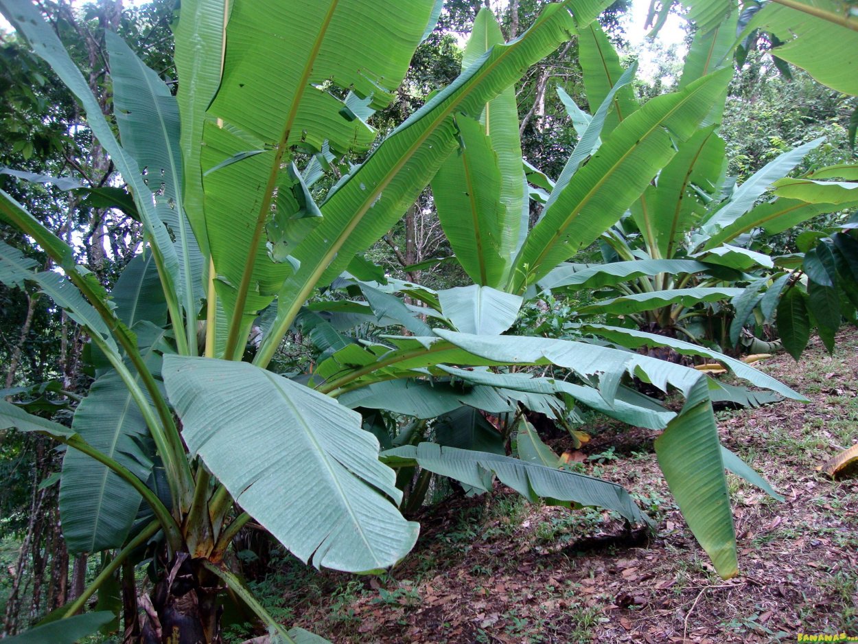 Энсета Maurelii Red Banana цветок