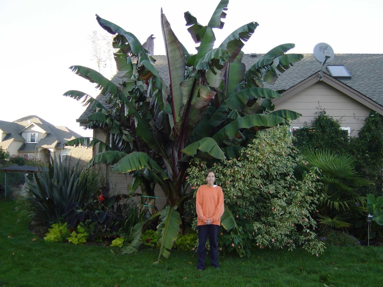 Банан листья зелено черные сорт