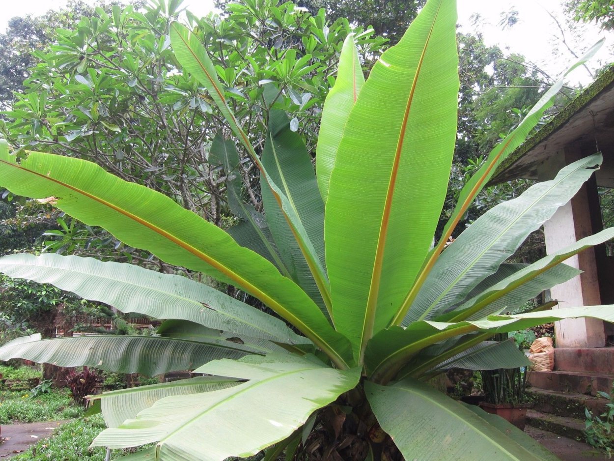 Ensete glaucum