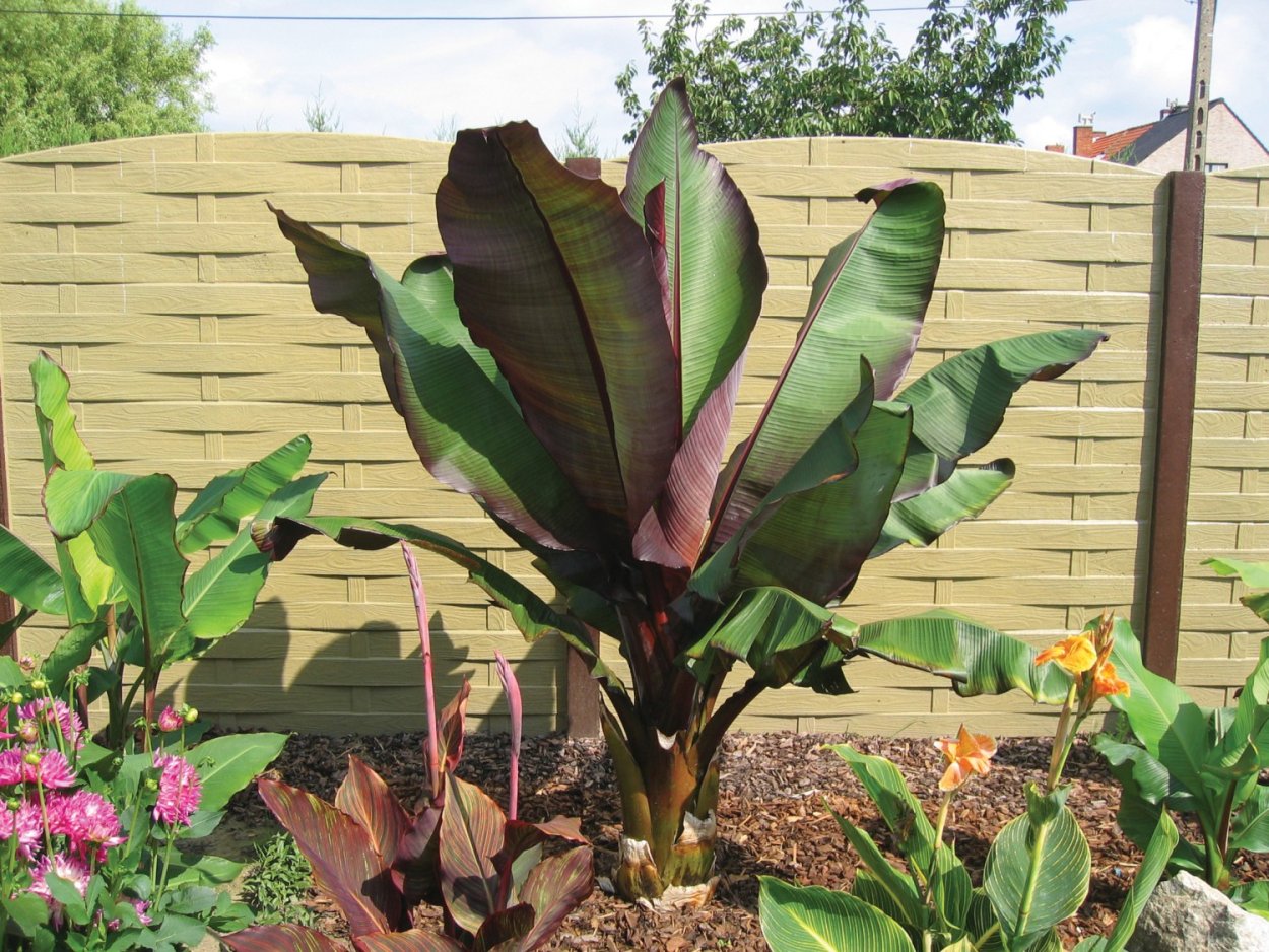 Энсета абиссинский банан