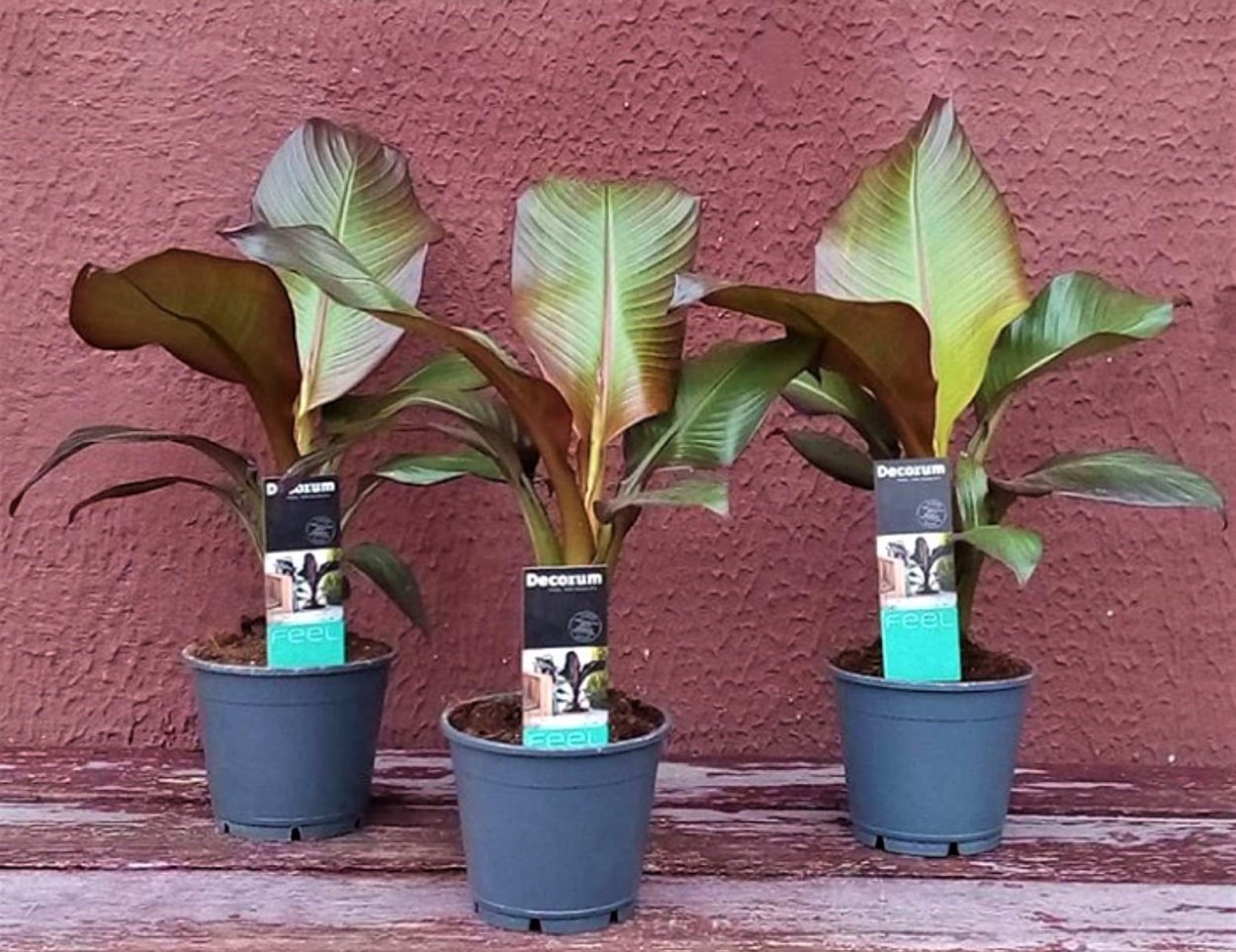 Банан энсета Маурелли