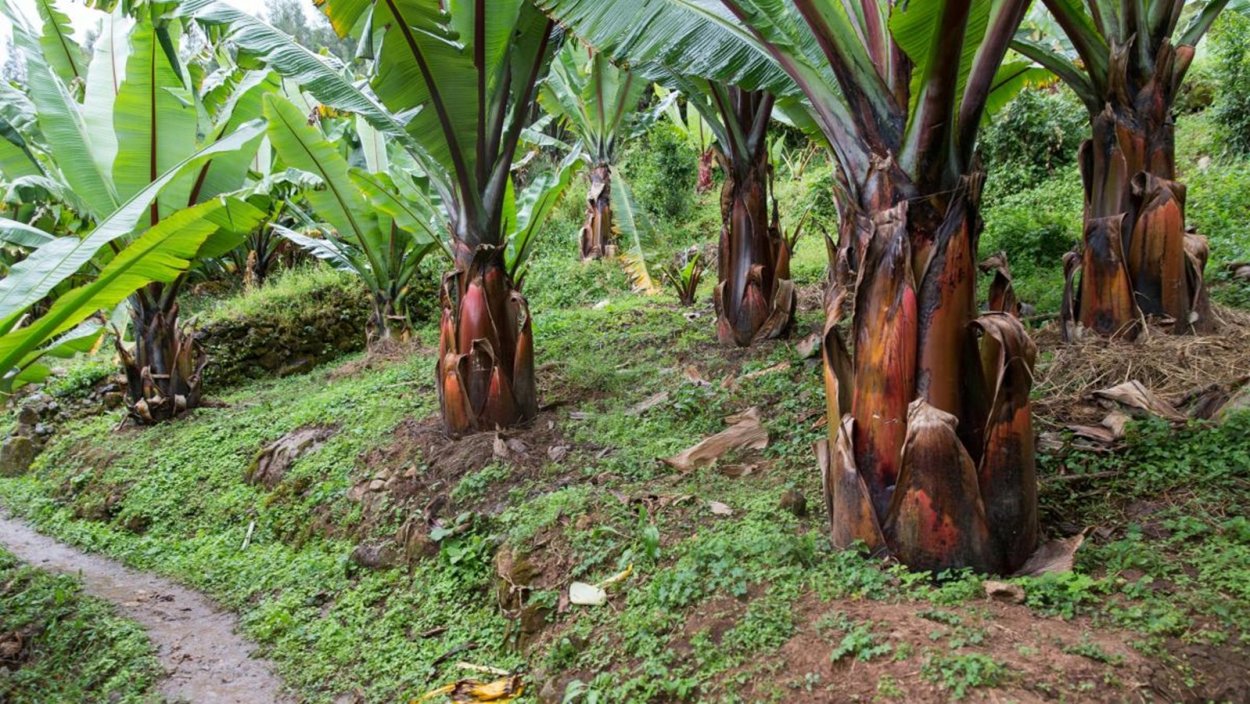 Musella lasiocarpa банан карликовый