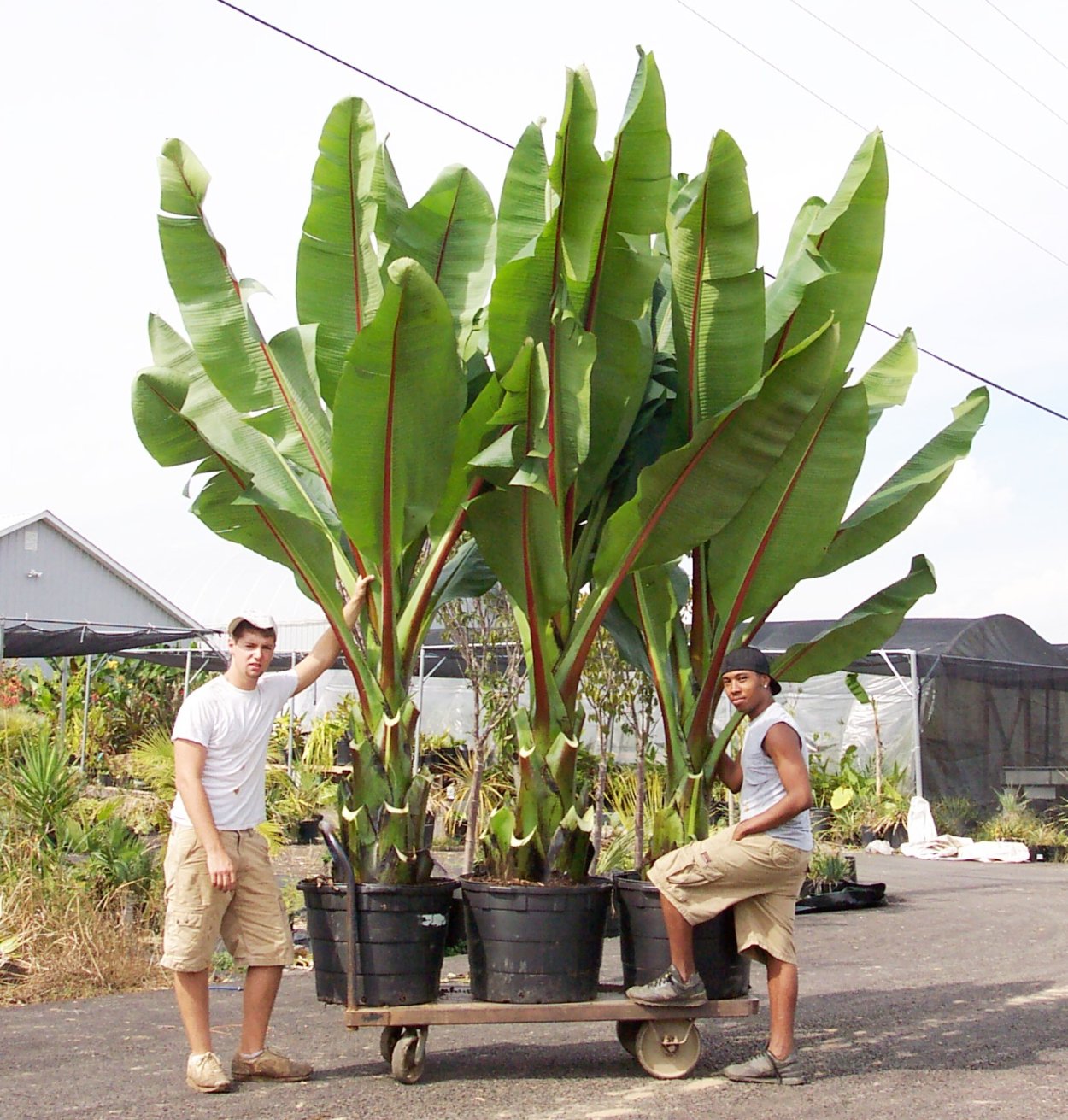 Ensete Maurelli Red Banana