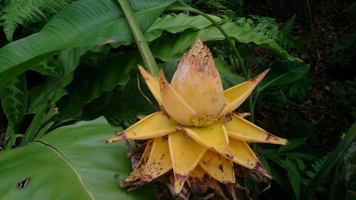 Банановое дерево на садовом участке