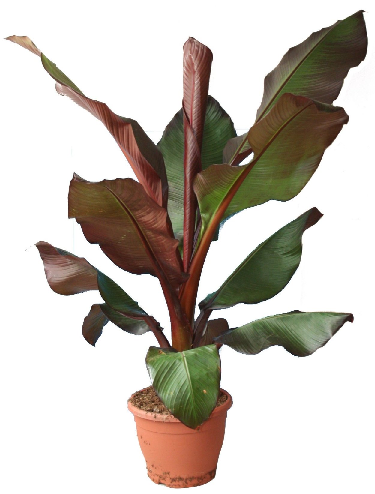 Энсета Маурелли