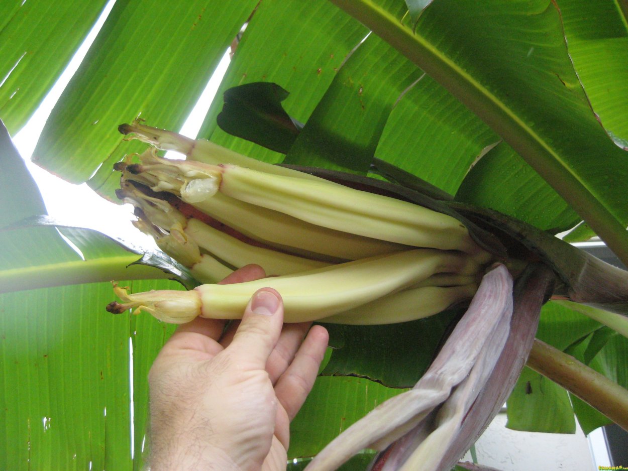 Съедобные культуры в Африке