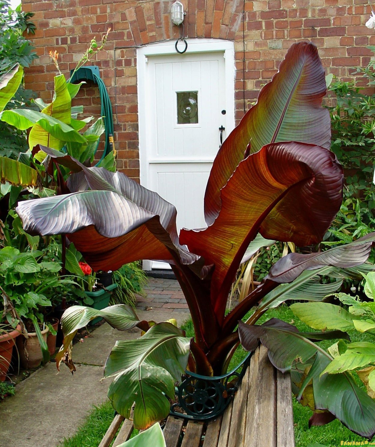 Банан Маурелли