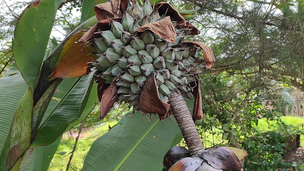 Уличная Пальма с большими листьями