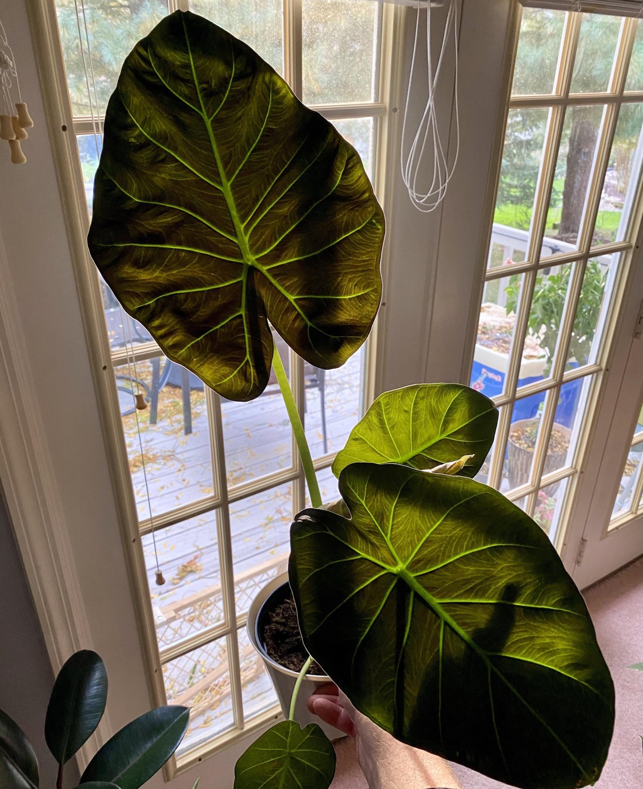 Алоказия Регал Шилдс