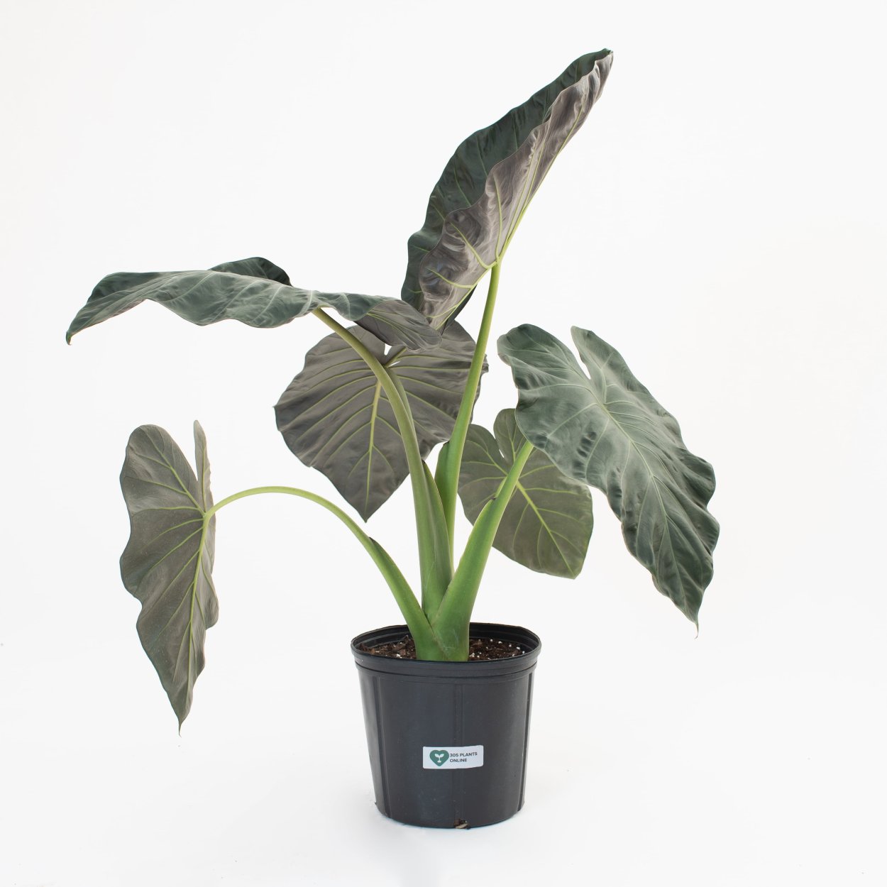 Алоказия Регал Шилдс зацвела