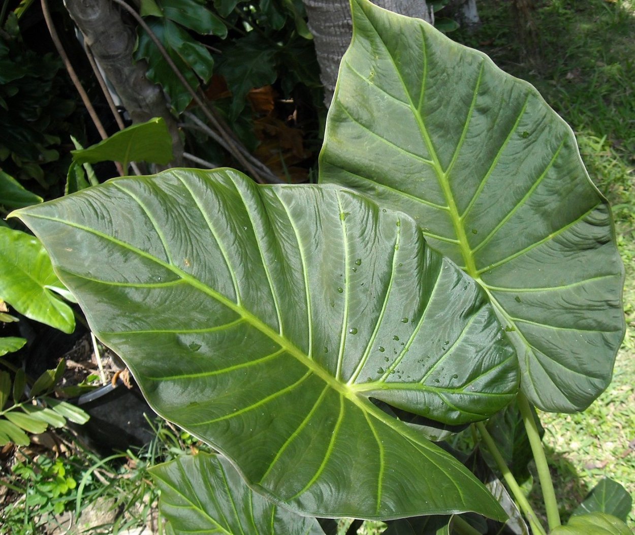 Алоказия Жаклин