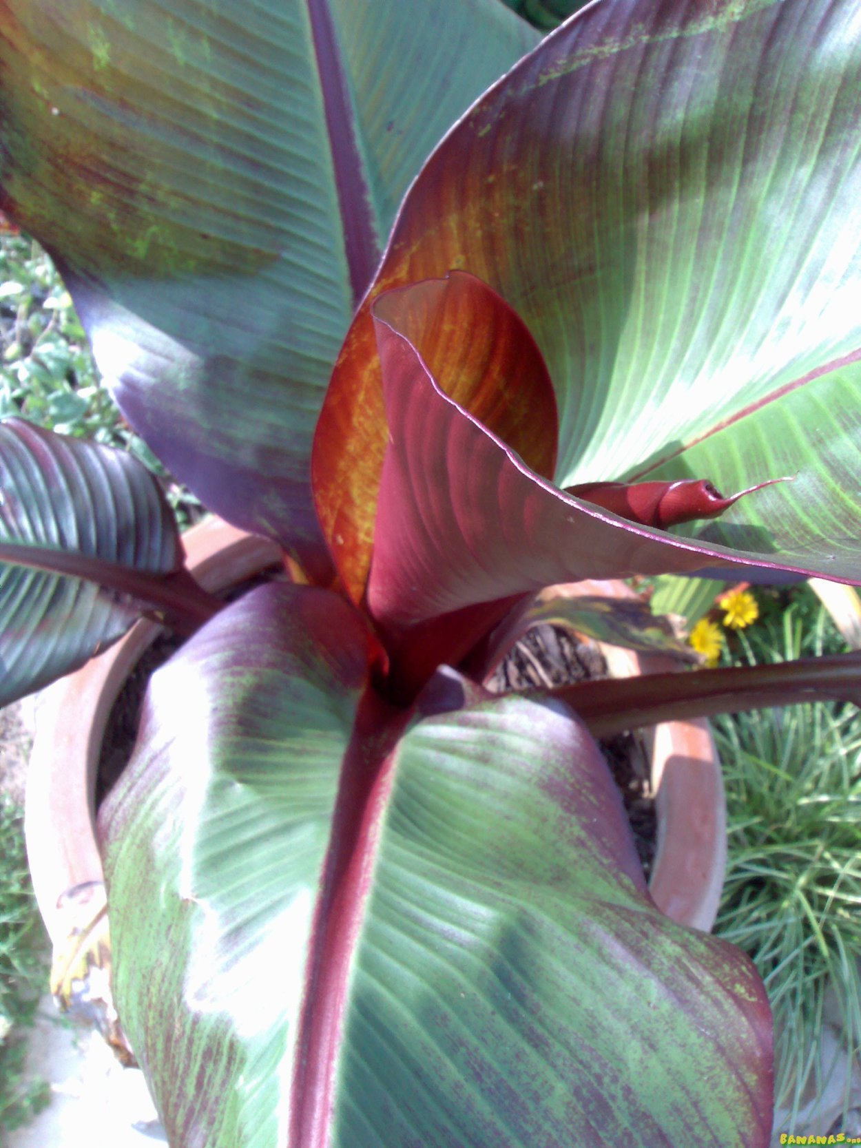 Черная Сигатока