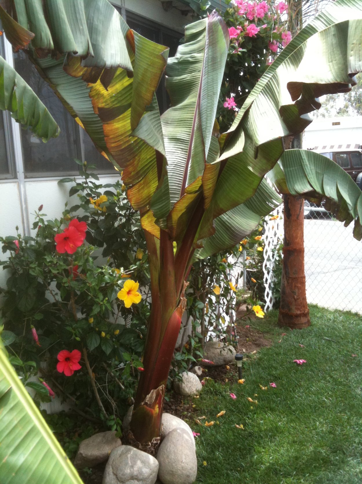 Энсета Рэд банана