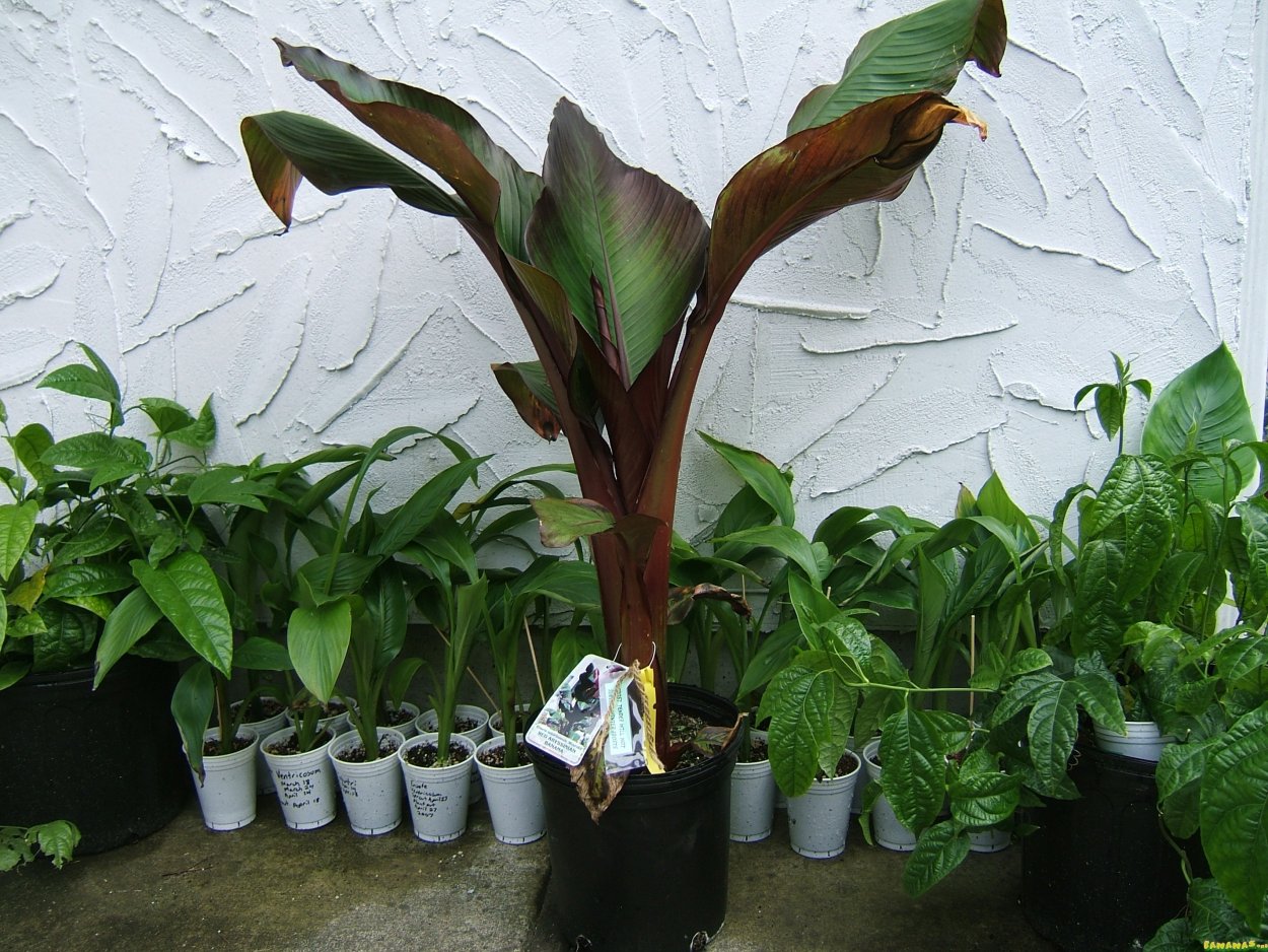 Банановая Пальма энсета Маурелли