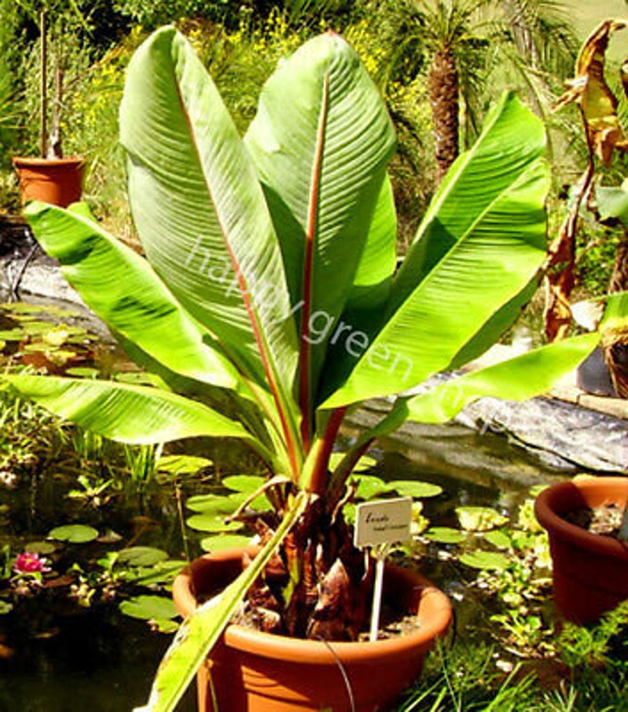 Энсета Рэд банана