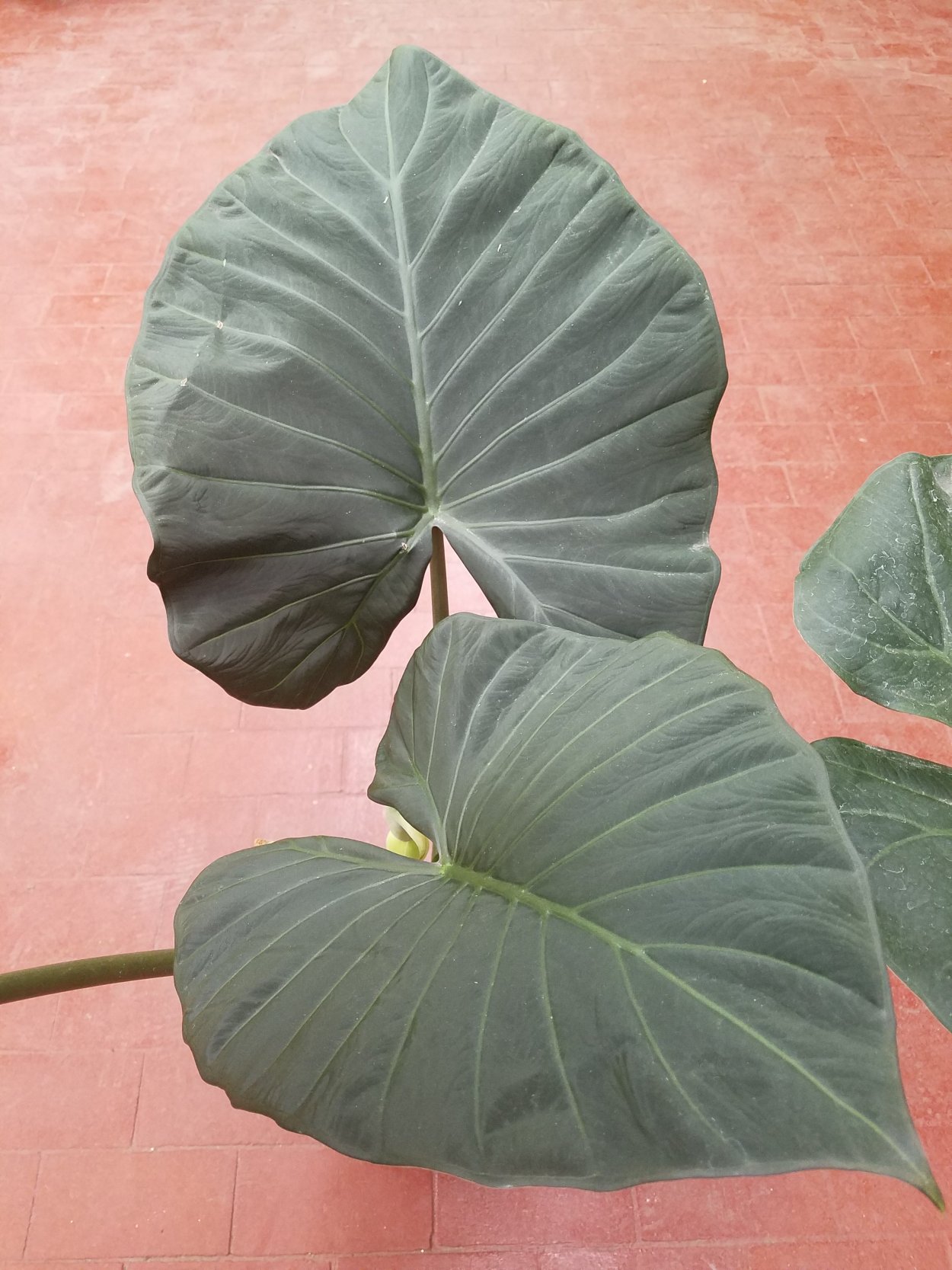 Алоказия korthalsii Grandis