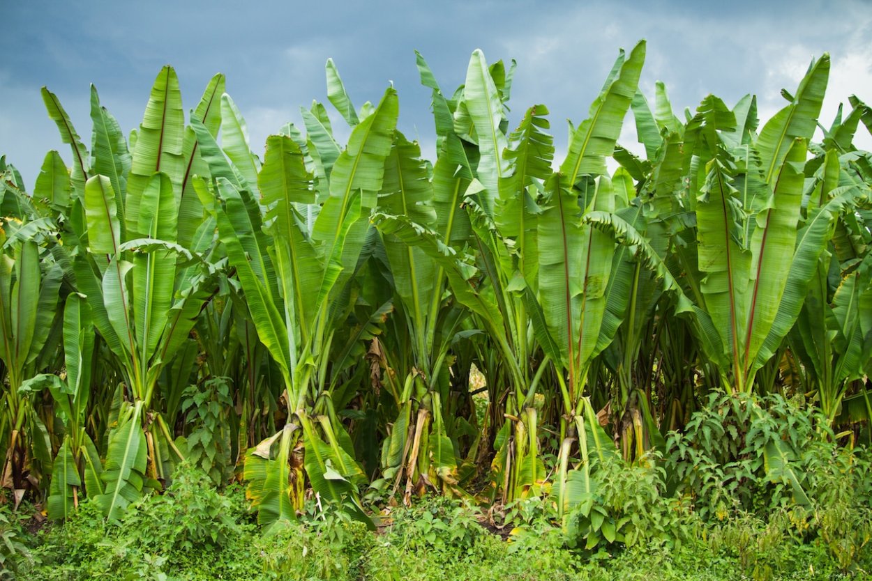 Энсета абиссинский банан