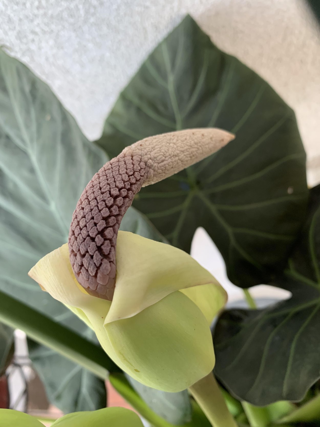 Алоказия clypeolata