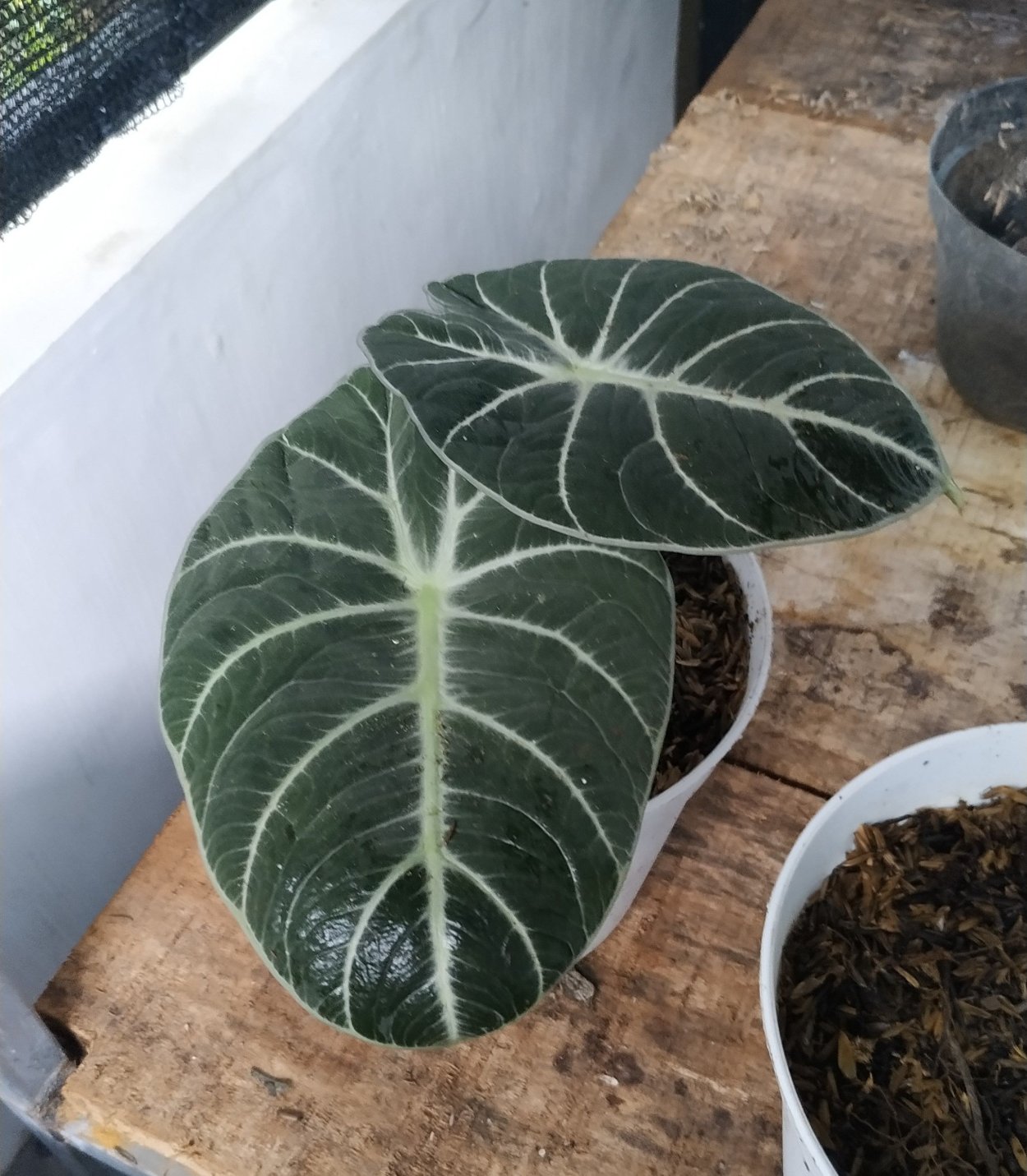 Алоказия Кукулата