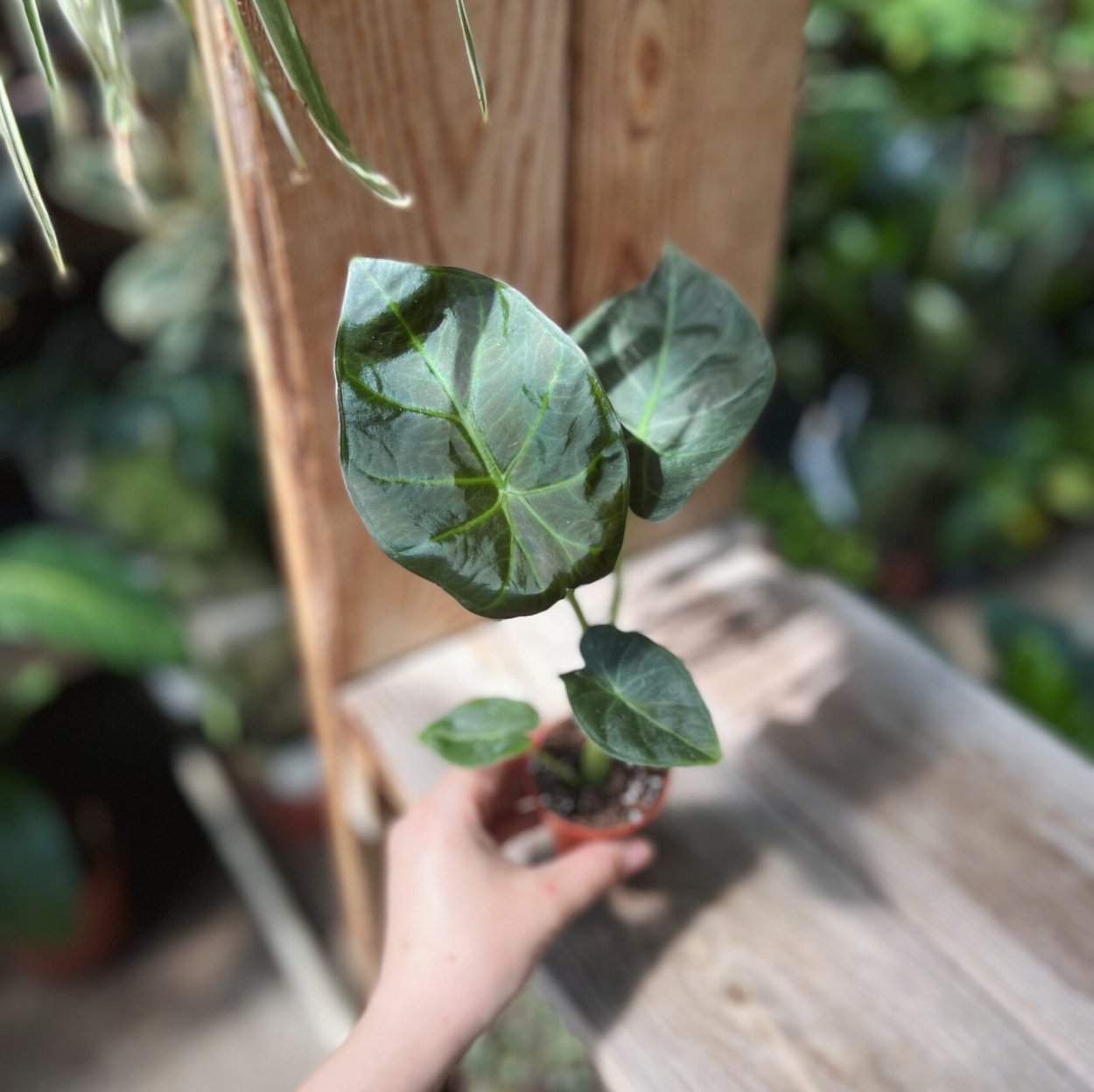 Алоказия macrorrhiza variegata купить