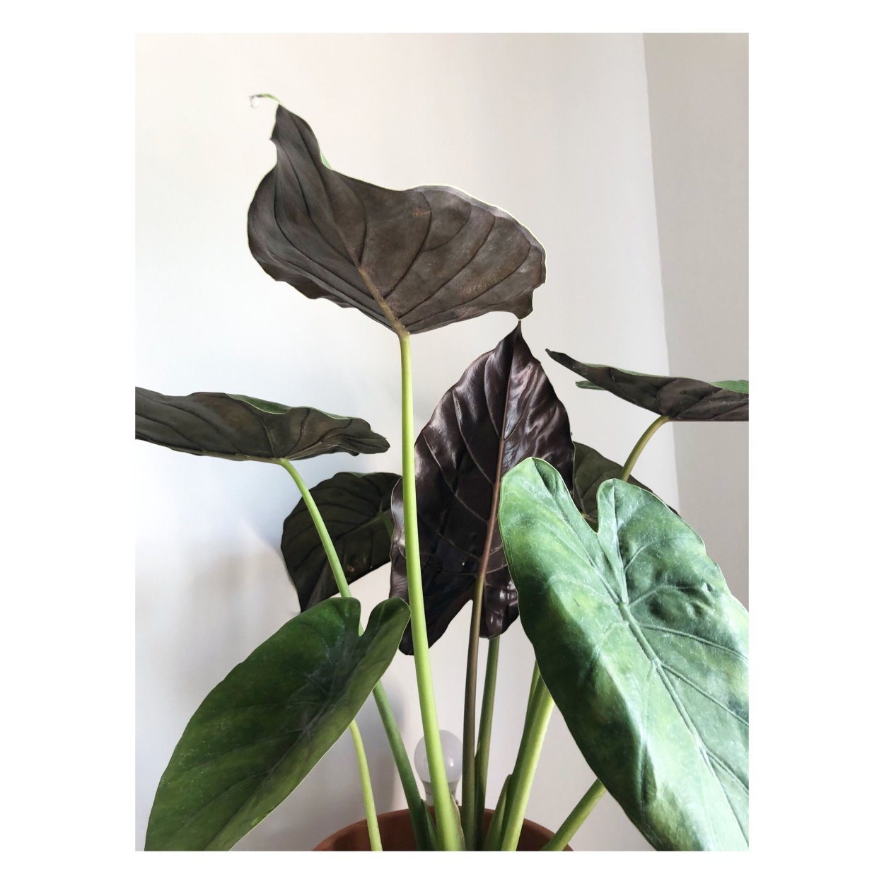 Алоказия Полли высота