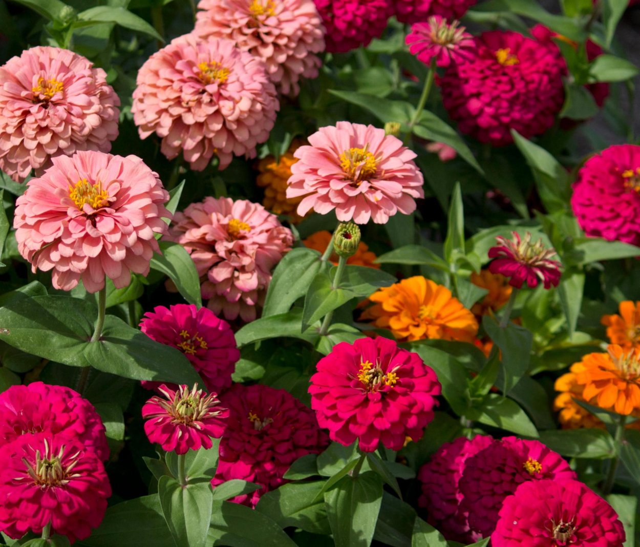 Цинния изящная (Zinnia elegans) "Dreamland f1"