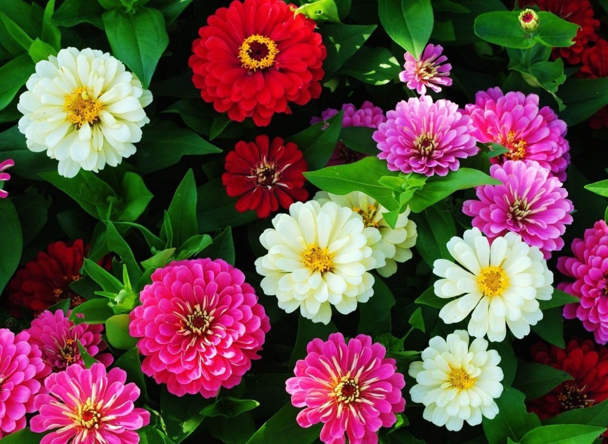 Циния Синдерелла